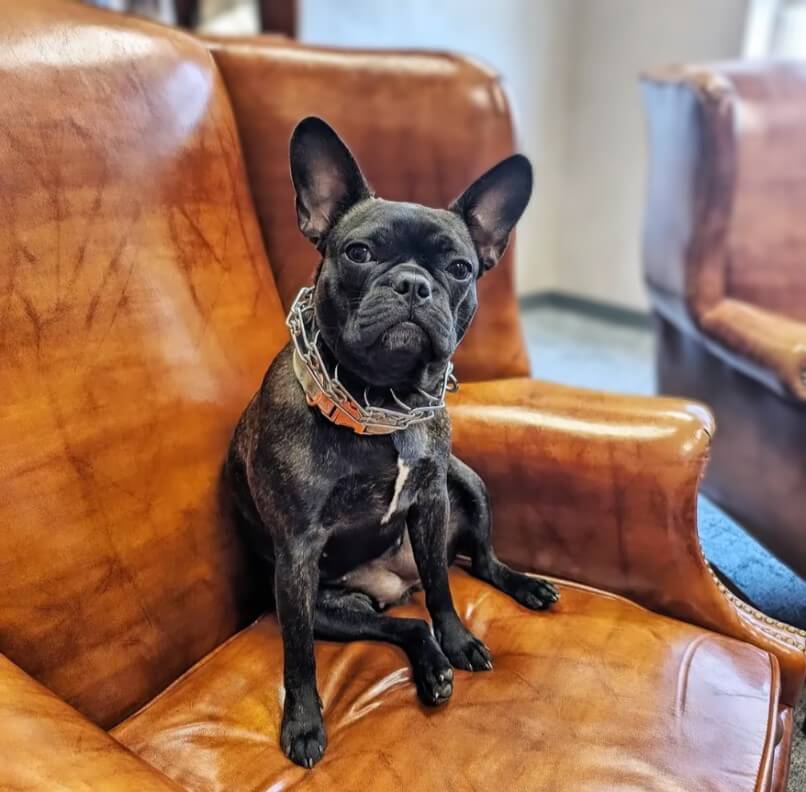Carin Bigley's pet
