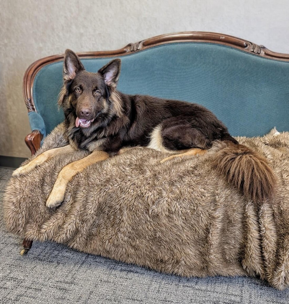 Carin Bigley's pet