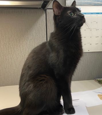 Brady the cat, our first honorary Director of Goodwill (DOG)